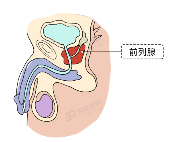 令人心跳加速的前列腺保养指南