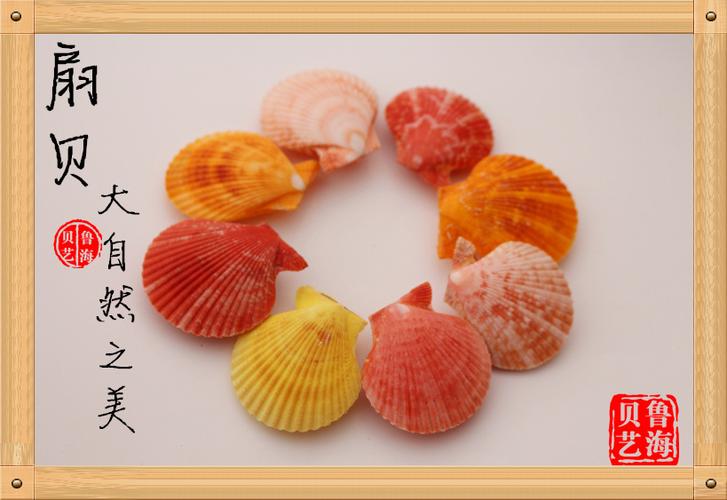 手工扇贝,因贝壳是手工的,每个不可能完全一样,有些许瑕疵均属正常