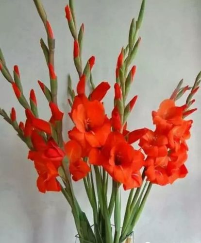 其它 剑兰的养护 写美篇剑兰花语:对美好生活的向往～剑兰长势自下而