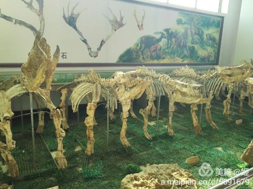 山东天宇自然博物馆
