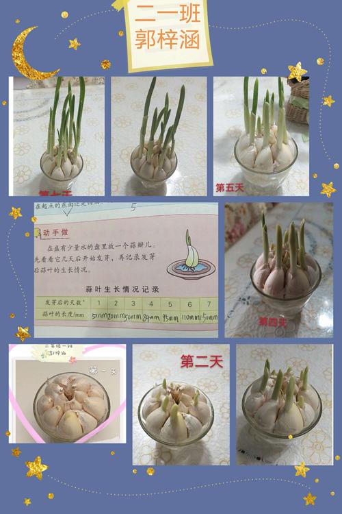 让我也来当一次科学家,通过水培种蒜苗,每天观察,每天记录它的成长