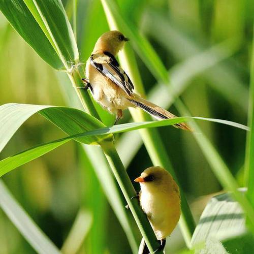 博斯腾湖芦苇荡 文须鸟儿舞翩跹