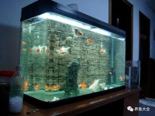 鱼缸水质不清澈和长青苔如何处理