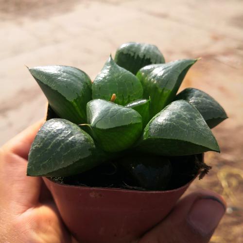 多肉阿寒湖玉露寿类盆栽植物 基地大棚 花卉绿植盆景大量批发