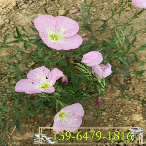 美丽月见草幼苗 四季樱草小苗子批发 量大可上门种植