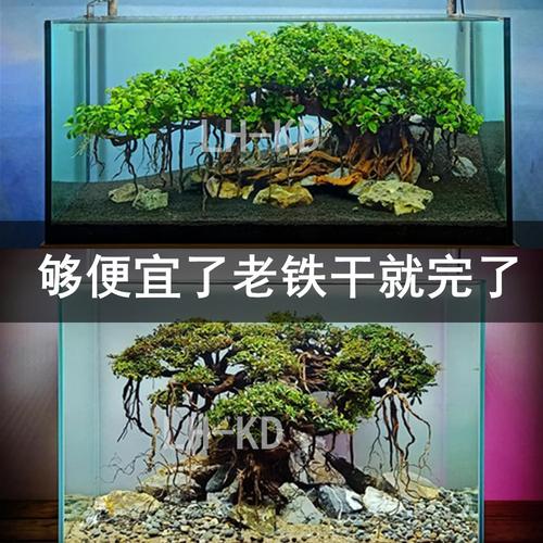 杜鹃根鱼缸造景沉木免煮枝条树森林天然爬宠树枝攀爬树形摆件栖根