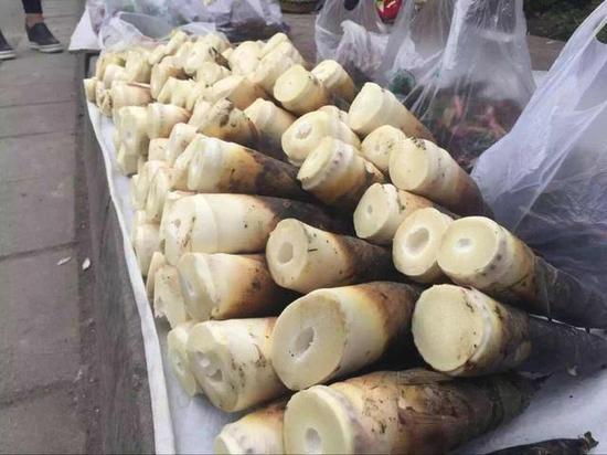 彭州第四届春笋采摘活动启动 和大熊猫一起采春笋