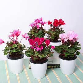 仙客来盆栽带花发货好养室内花卉四季花阳台室内盆栽观花植物批发