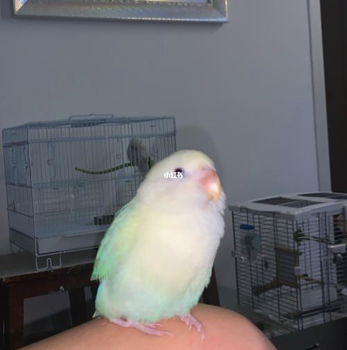 最近苹果绿奥闪的风刮的有点大_牡丹_牡丹鹦鹉_宠物