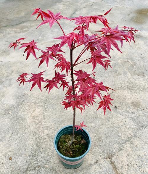 红枫盆景枫树植物室内老桩日式庭院盆栽好养日本红枫树苗四季红
