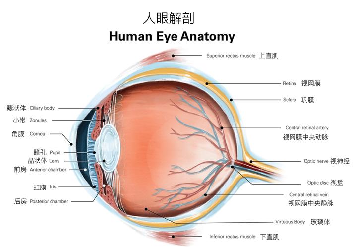 【科普眼睛结构】眼球为什么被比做相机?你了解眼球的