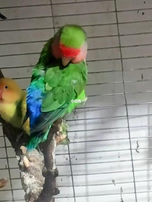 牡丹鹦鹉品种介绍大全篇【一】绿桃/黄桃