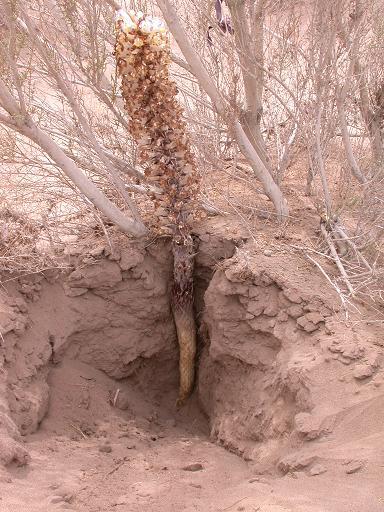新疆"沙漠人参"肉苁蓉遭疯狂盗挖