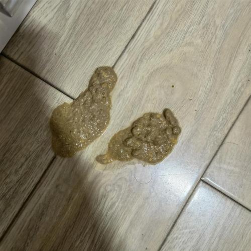 猫咪呕吐求助有图慎入