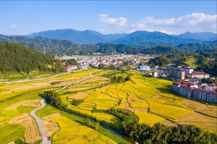 武宁县石门楼镇:金色稻田话丰收(组图)