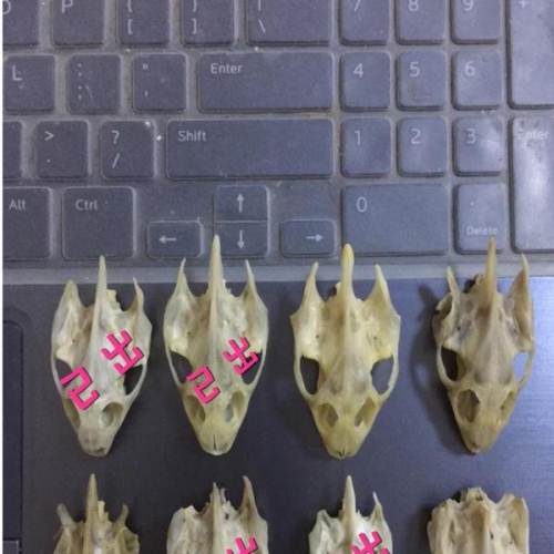 甲鱼头骨