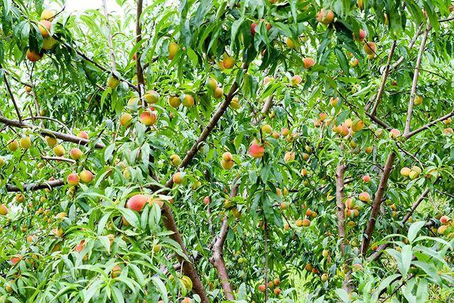 泸州十里渔湾黄桃园5月22日开园啦99元抢40元采摘现金券