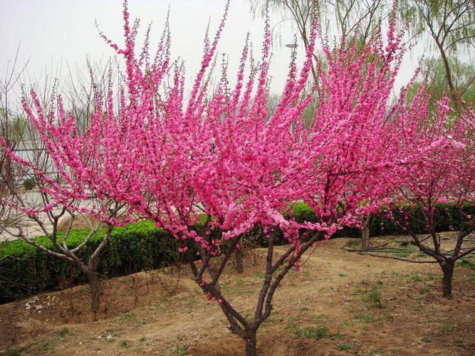 榆叶梅 山东青州春满园 绿化苗木批发商品大图