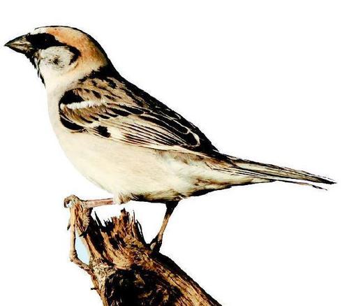 重温一下屠格涅夫的麻雀