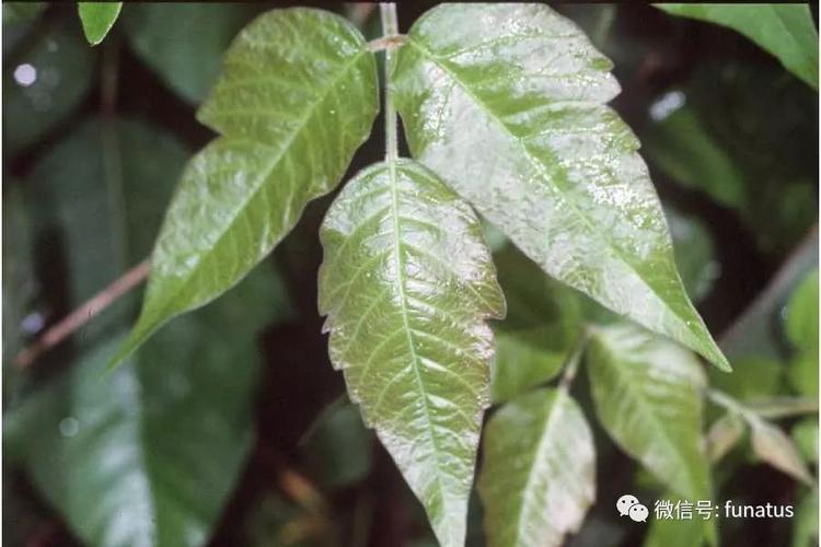 户外活动的威胁,无处不在的毒藤(poison ivy)和其它有毒植物【总558期