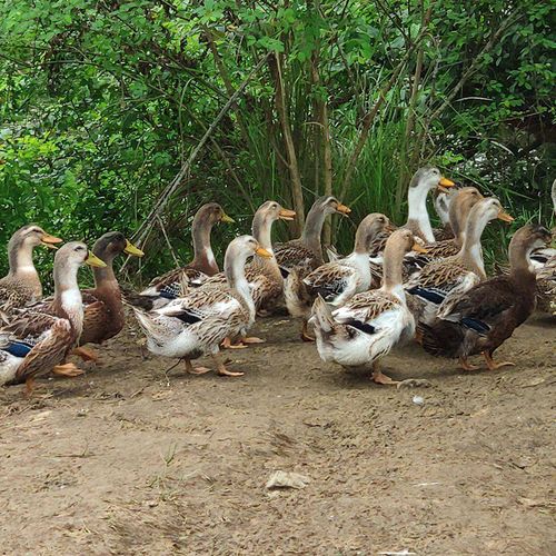 鸭子广西正宗农家散养土鸭融水香鸭海鸭肉