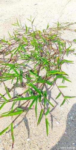 石头缝里的"小草"