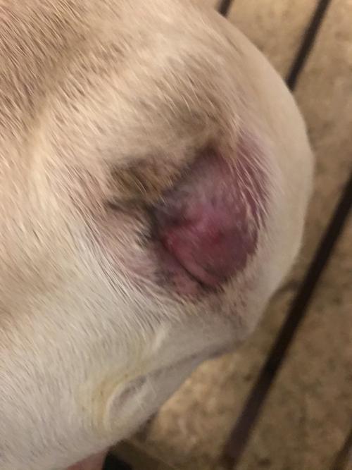 请问是狗狗肛门腺炎吗?