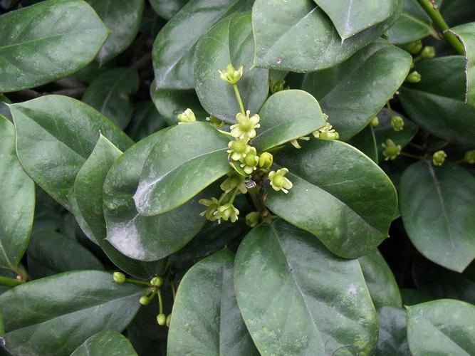 光叶细刺枸骨冬青科冬青属