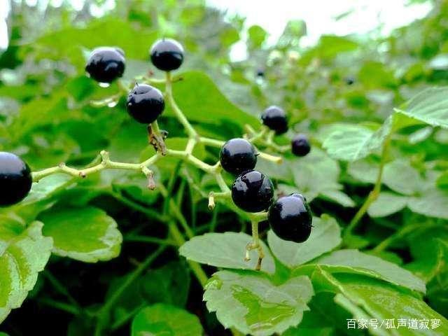农村一种叫"母猪藤"的植物,能卖钱能入药,可惜总被当野草喂猪