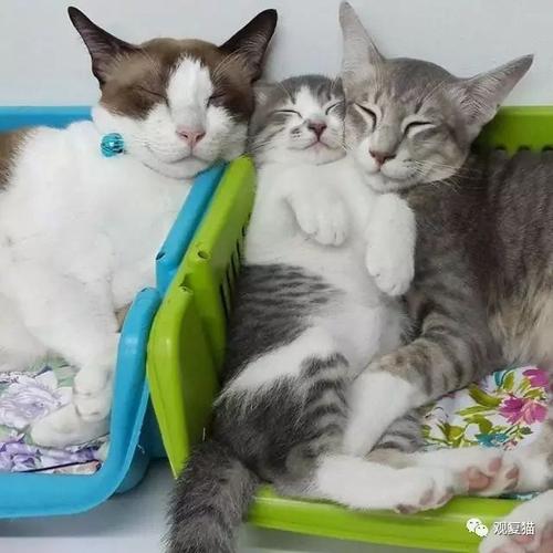 猫咪一家三口好温馨 想想自己这条单身狗 "汪."
