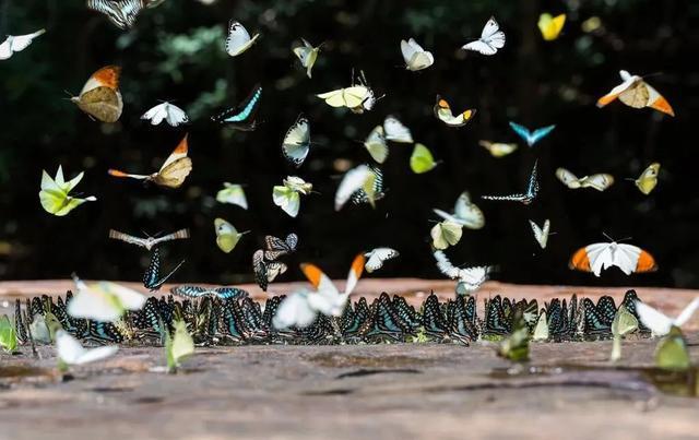 而这次云南蝴蝶大爆发也是一种周期性的现象,这也是动物的正常行为