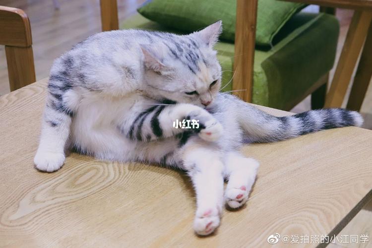 摄92:@爱拍照的小江同学 『猫有九条命唯有一颗心 鱼有一颗心唯有七