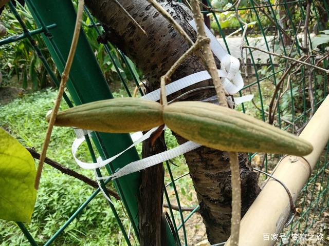 值得一提的还有南山藤的果子,两个类似圆锥形的果子面对面