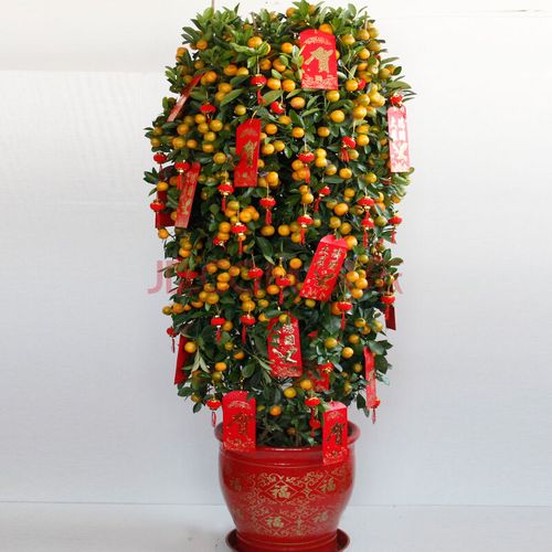 金桔盆栽年宵花卉果树四季观赏小金橘盆景小金桔年桔室内大型盆栽