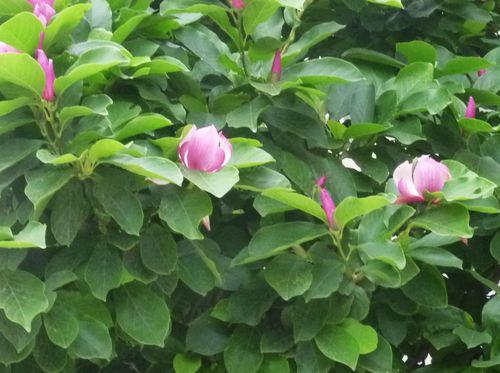 紫玉兰叶子的简笔画