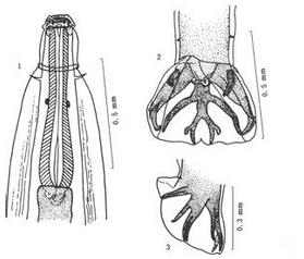羊食道口线虫病(结节虫病)的症状及预防治疗方法