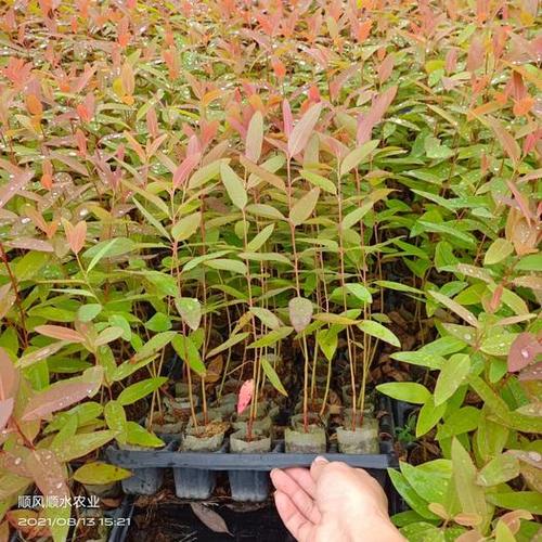 广西灵山县dh3229桉树 速生桉树苗组培苗正品广九苗广29基因桉树苗