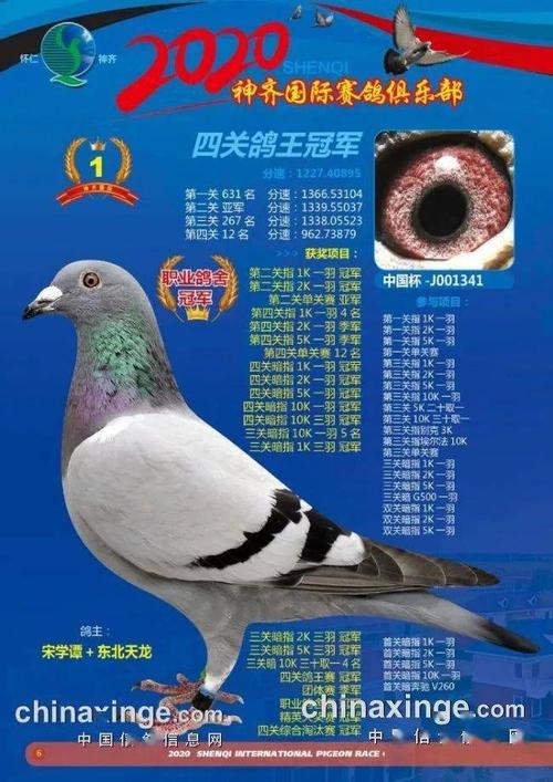 宋学谭老师获得2020年山西神奇赛鸽鸽王总冠军