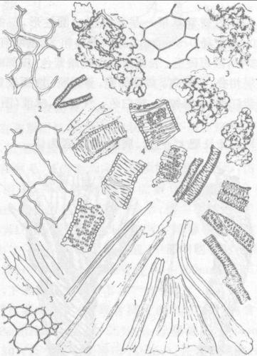 网纹,具缘纹孔导管直径约至111μm,有的具 三生增厚(图696-7).