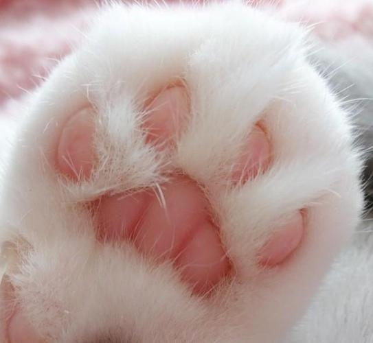 被这只拥有一双粉嫩小萌jio而爆红网络的小折耳猫咪爪爪图萌化了