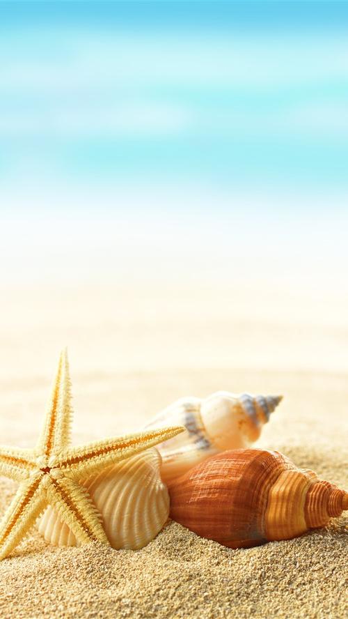 海星,贝壳,沙滩,大海 5k