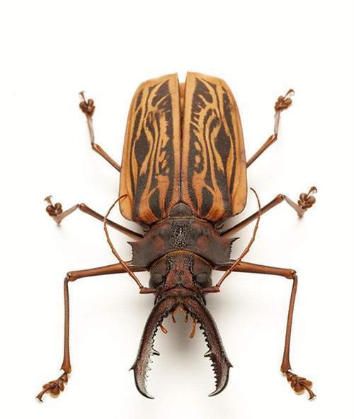 上图为巨颚大天牛,也称长牙大天牛 虽然天牛的种类比较多,但是它们