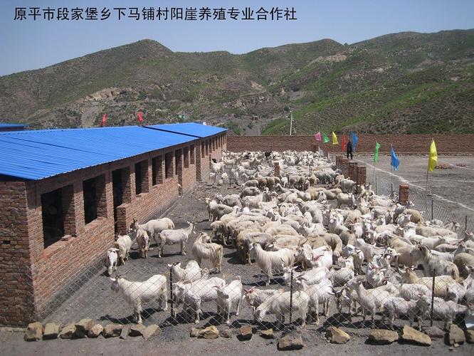 阳崖养殖专业合作社