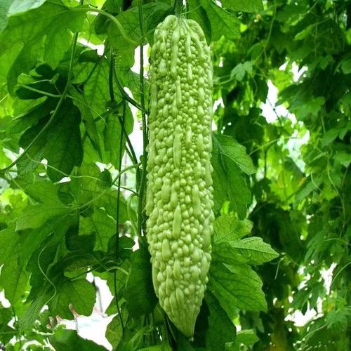 我是苦瓜 ▼我是癞葡萄