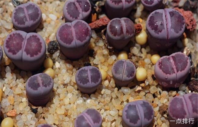 生石花十大贵货排名 生石花哪个品种是贵货