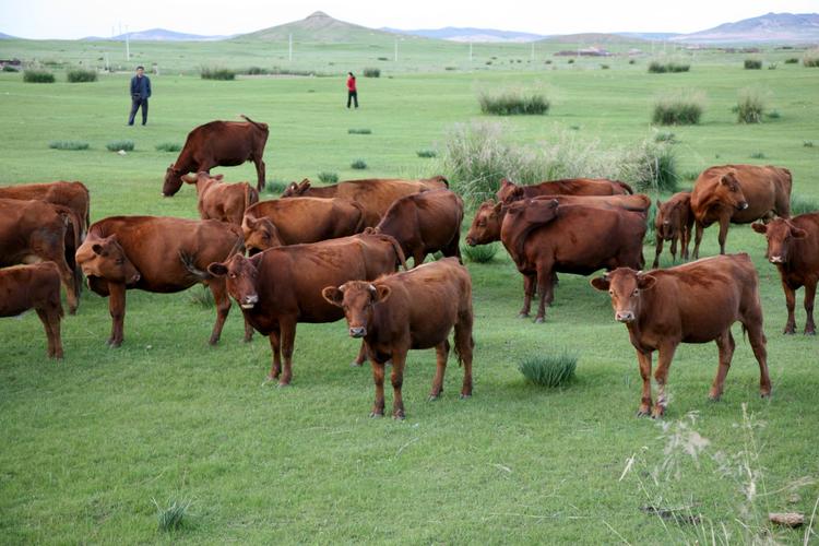 活牛西门塔尔安格斯牛犊养殖供给黄牛肉肉牛礼盒套餐全国销售