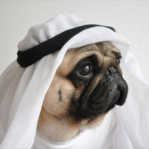 饲养巴哥犬的十大理由看完后你心动了吗