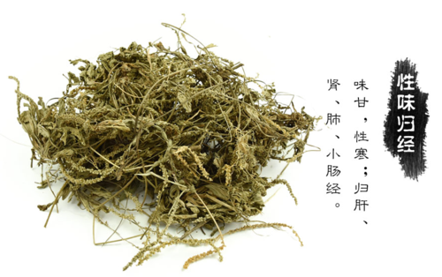 野生新货 车前草干货 虾蟆衣 牛遗 车前草茶 凉茶 500