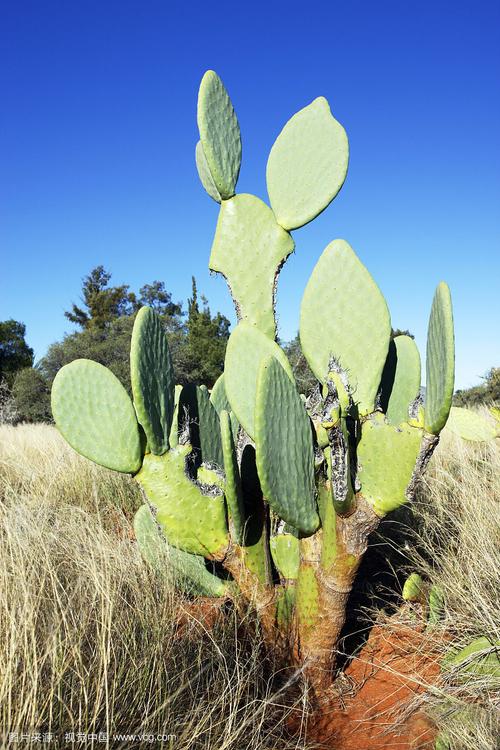 沙漠仙人掌图片2