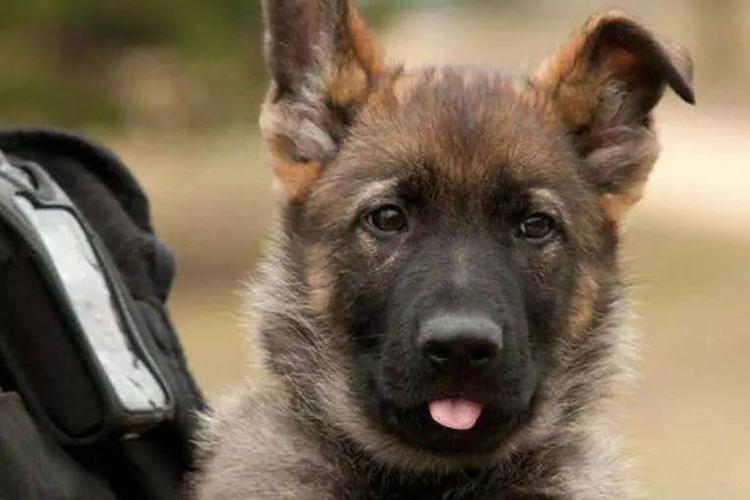 小警犬头一次出勤,害怕的抱紧警官大腿,网友:请停止散发可爱!